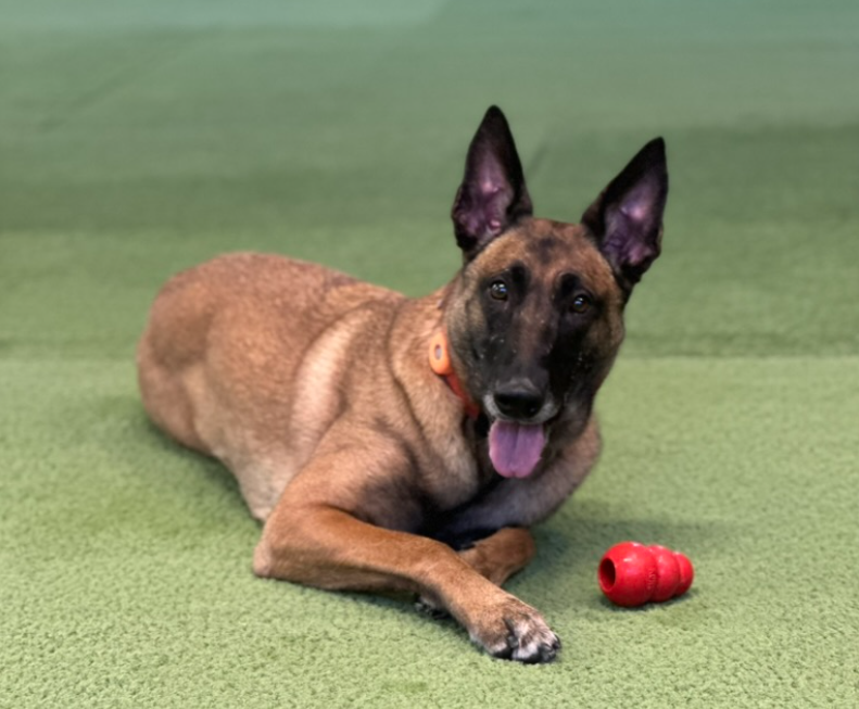 Red - Malinois